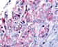 GPR45 Antibody (C-Terminus)